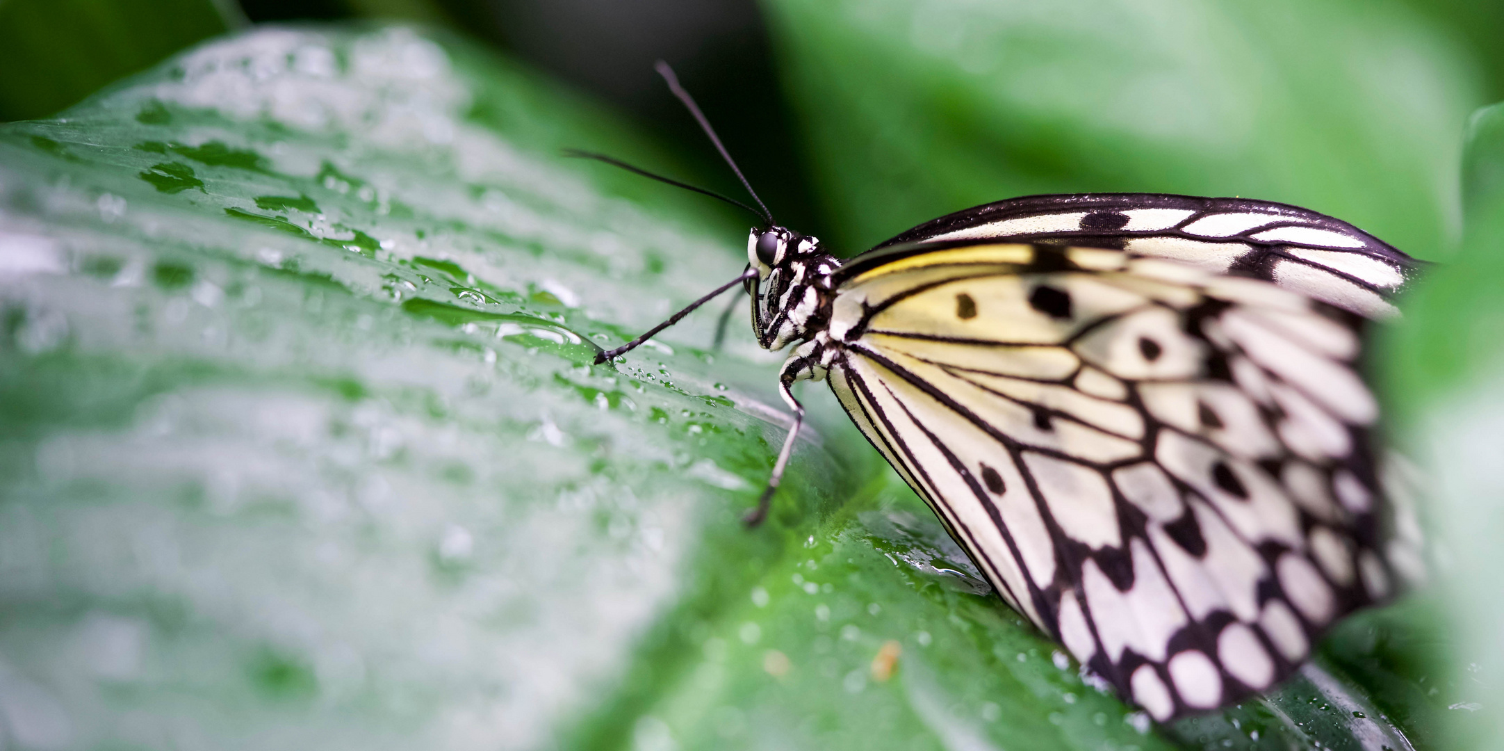 Weiße Baumnymphe (Idea leuconoe)