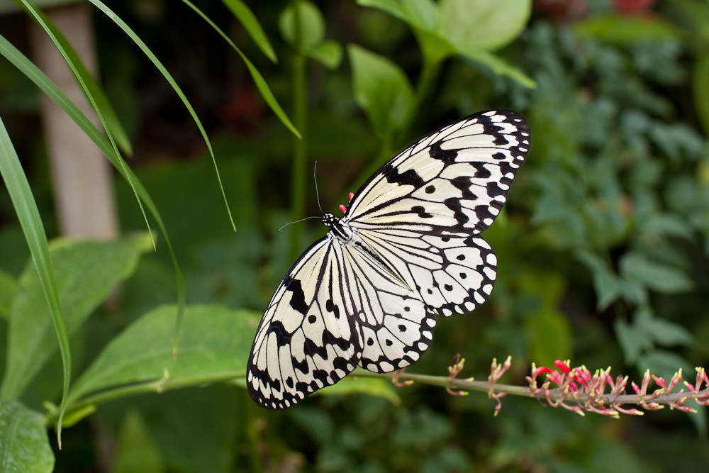 Weiße Baumnymphe (Idea Leuconoe)