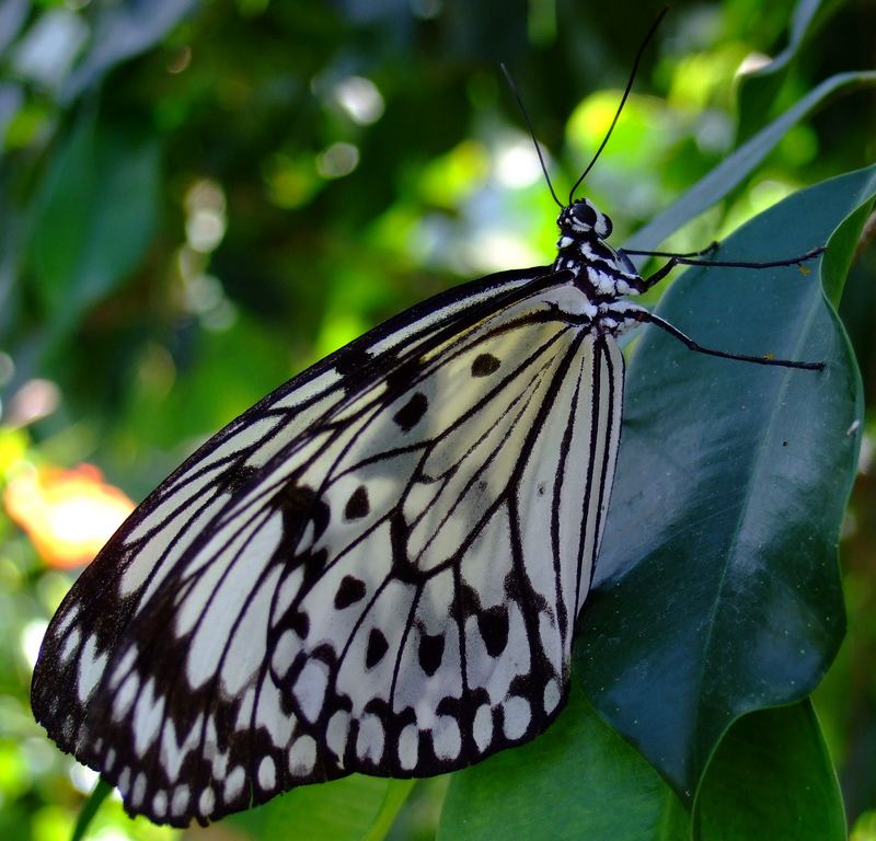 Weiße Baumnymphe (Idea leuconoe) aus Südasien