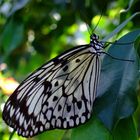 Weiße Baumnymphe (Idea leuconoe) aus Südasien