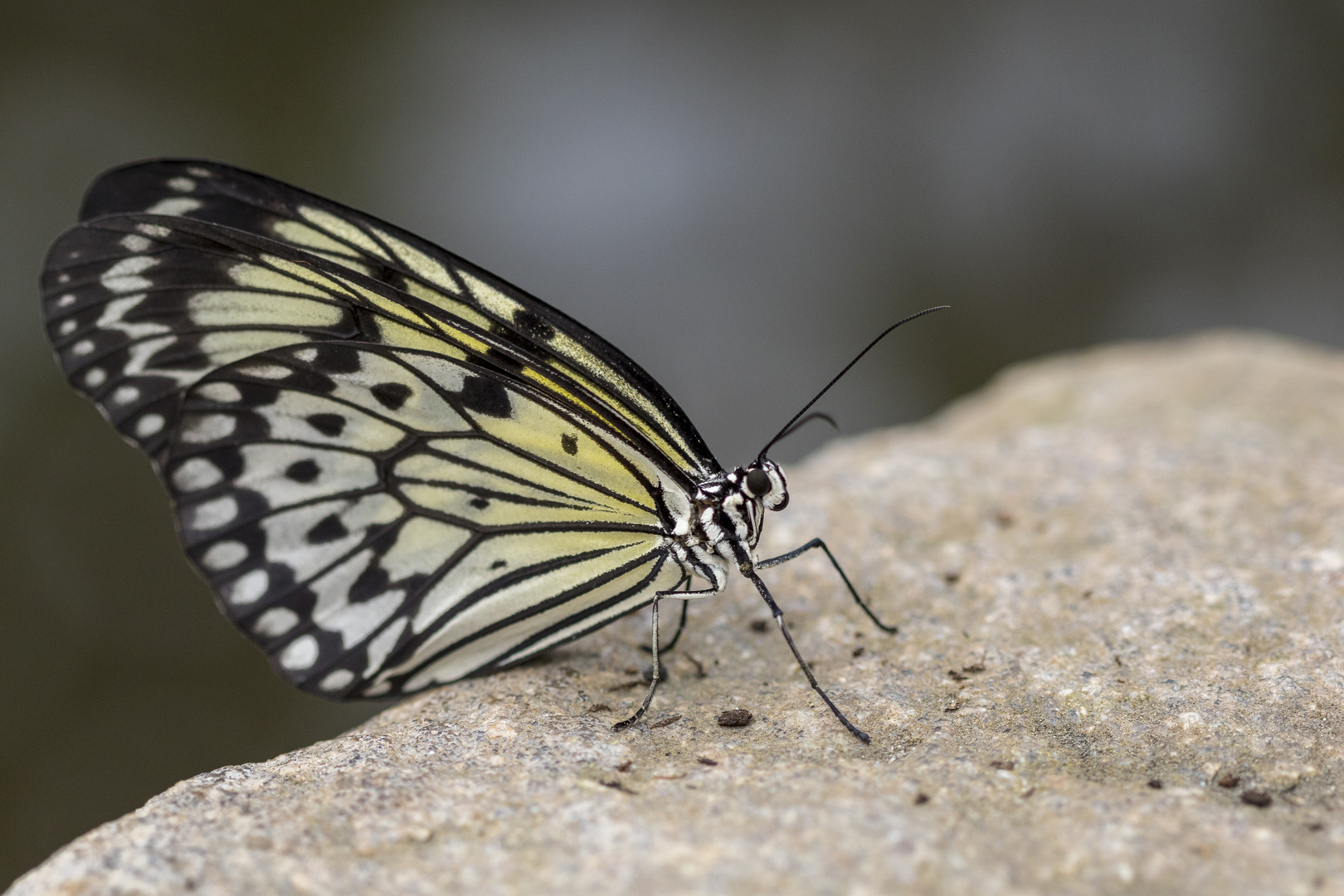 Weiße  Baumnymphe ( (Idea leuconoe)