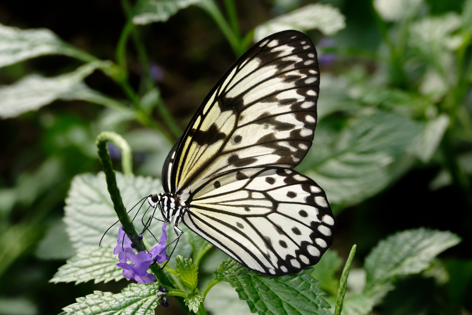 Weiße Baumnymphe (Idea leuconoe)