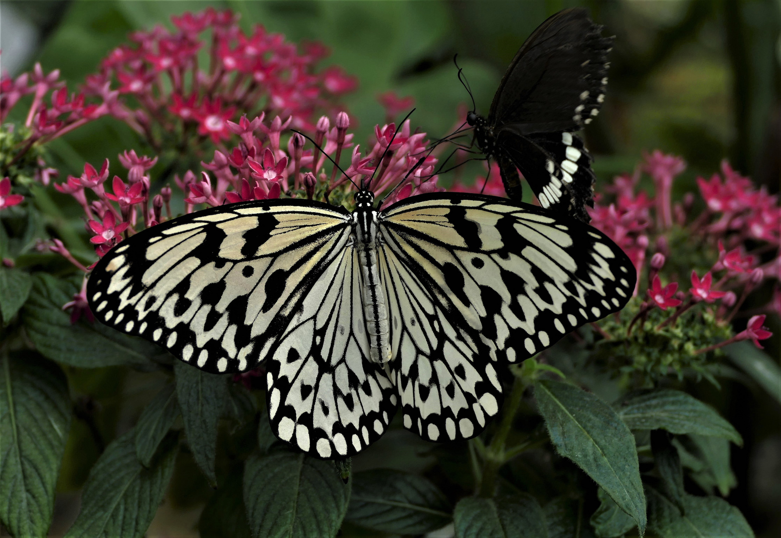 Weiße Baumnymphe (Idea leuconoe)