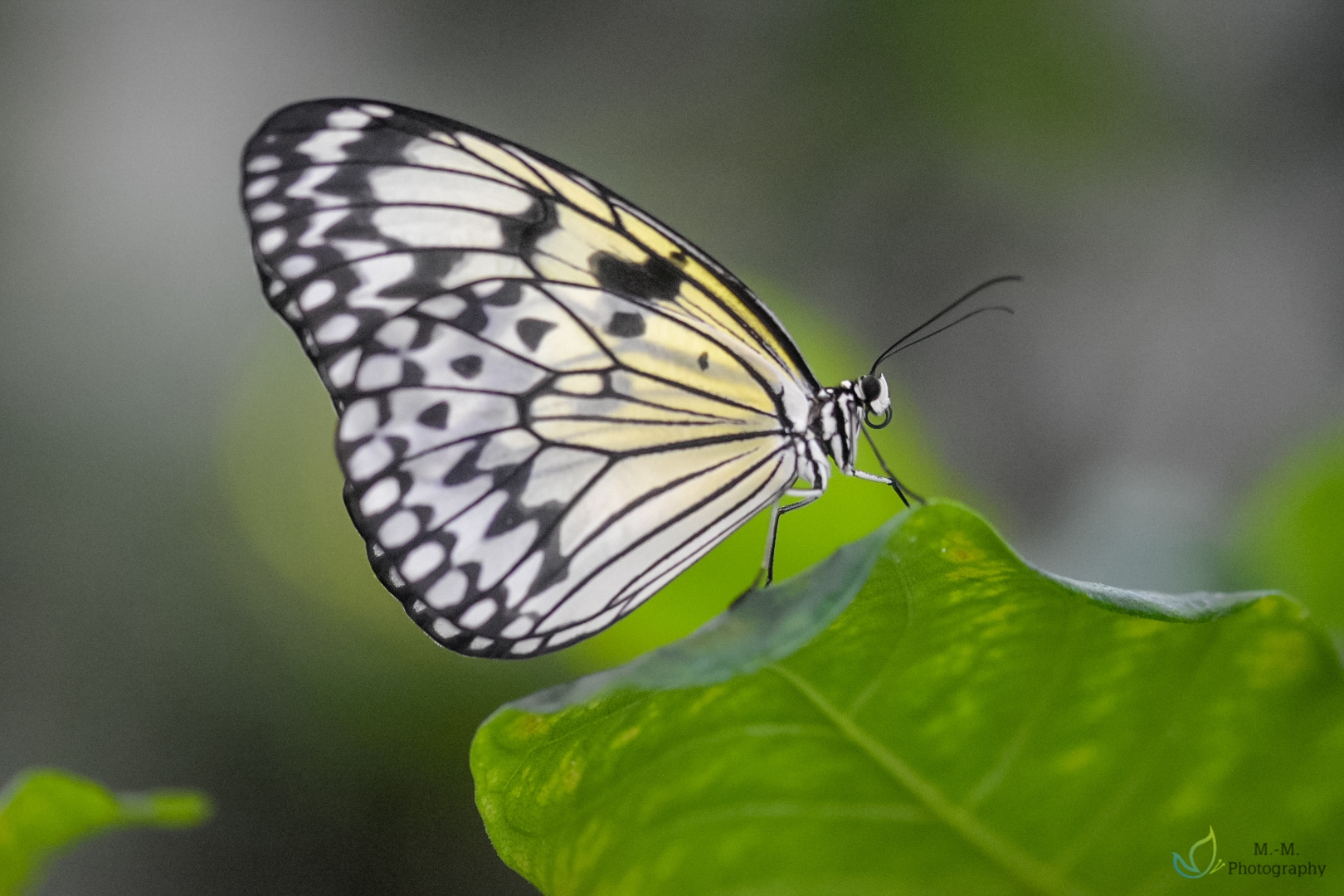 Weiße Baumnymphe (Idea leuconoe)