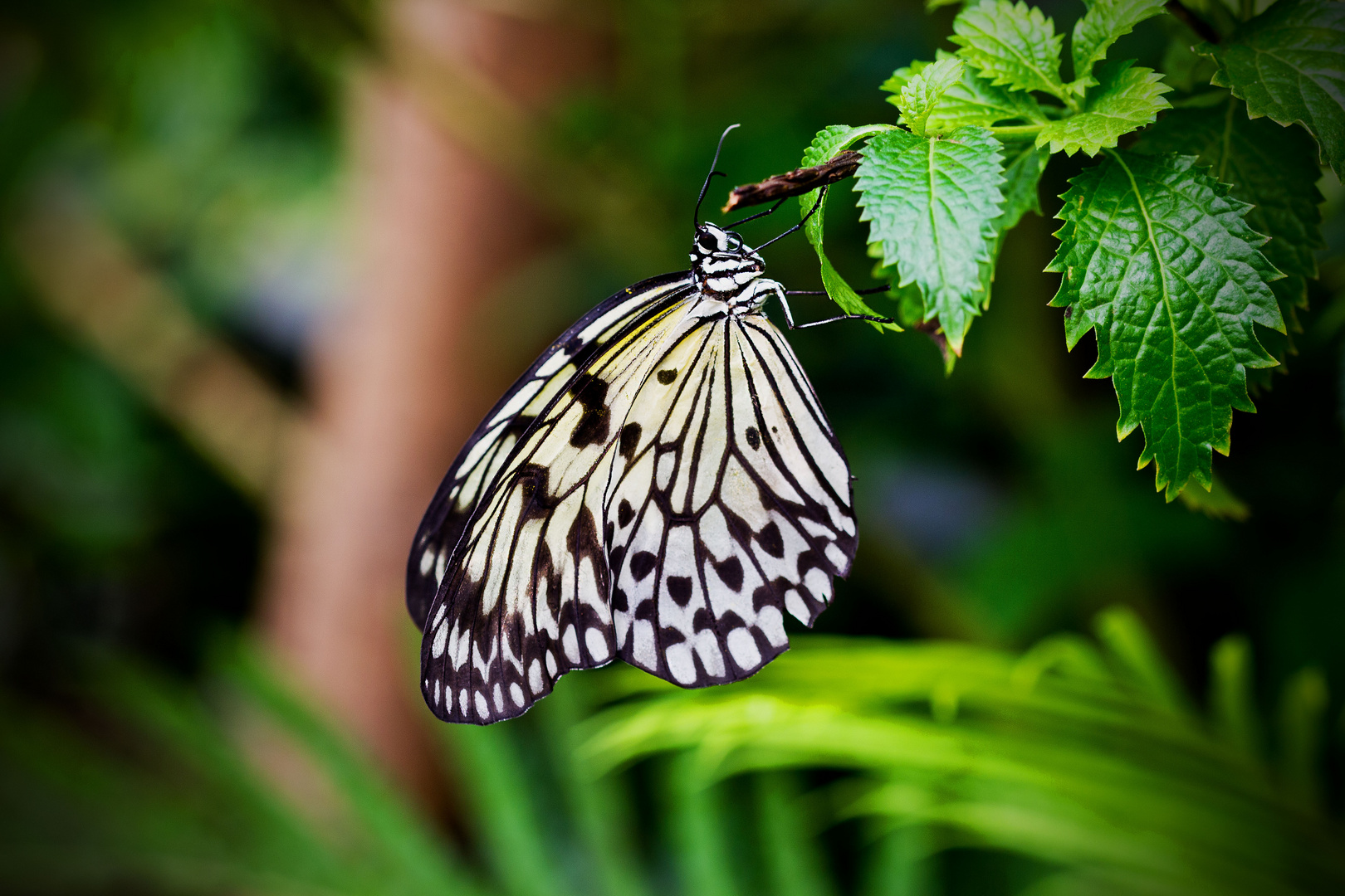 Weisse Baumnymphe (Idea Leuconoe)