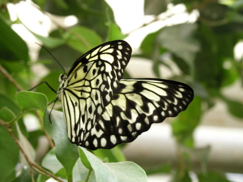 Weiße Baumnymphe ( Idea leuconoe) Malaysia