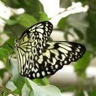 Weiße Baumnymphe ( Idea leuconoe) Malaysia