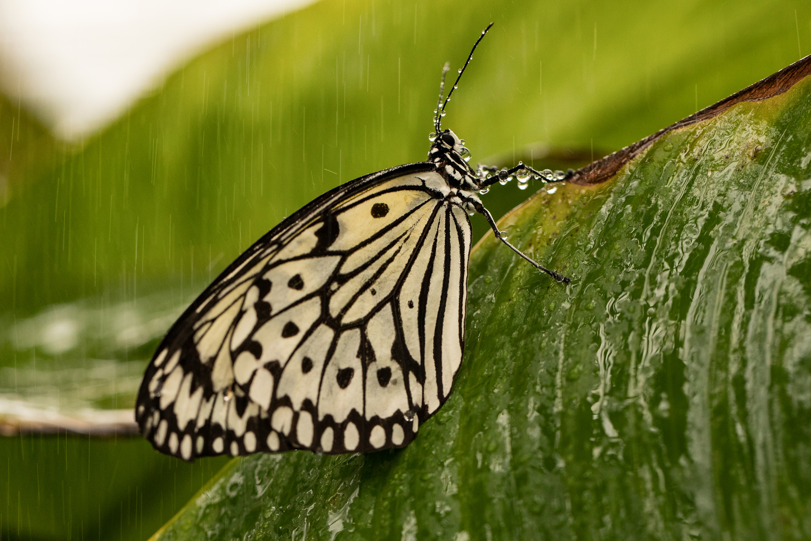 Weiße Baumnymphe im Regen