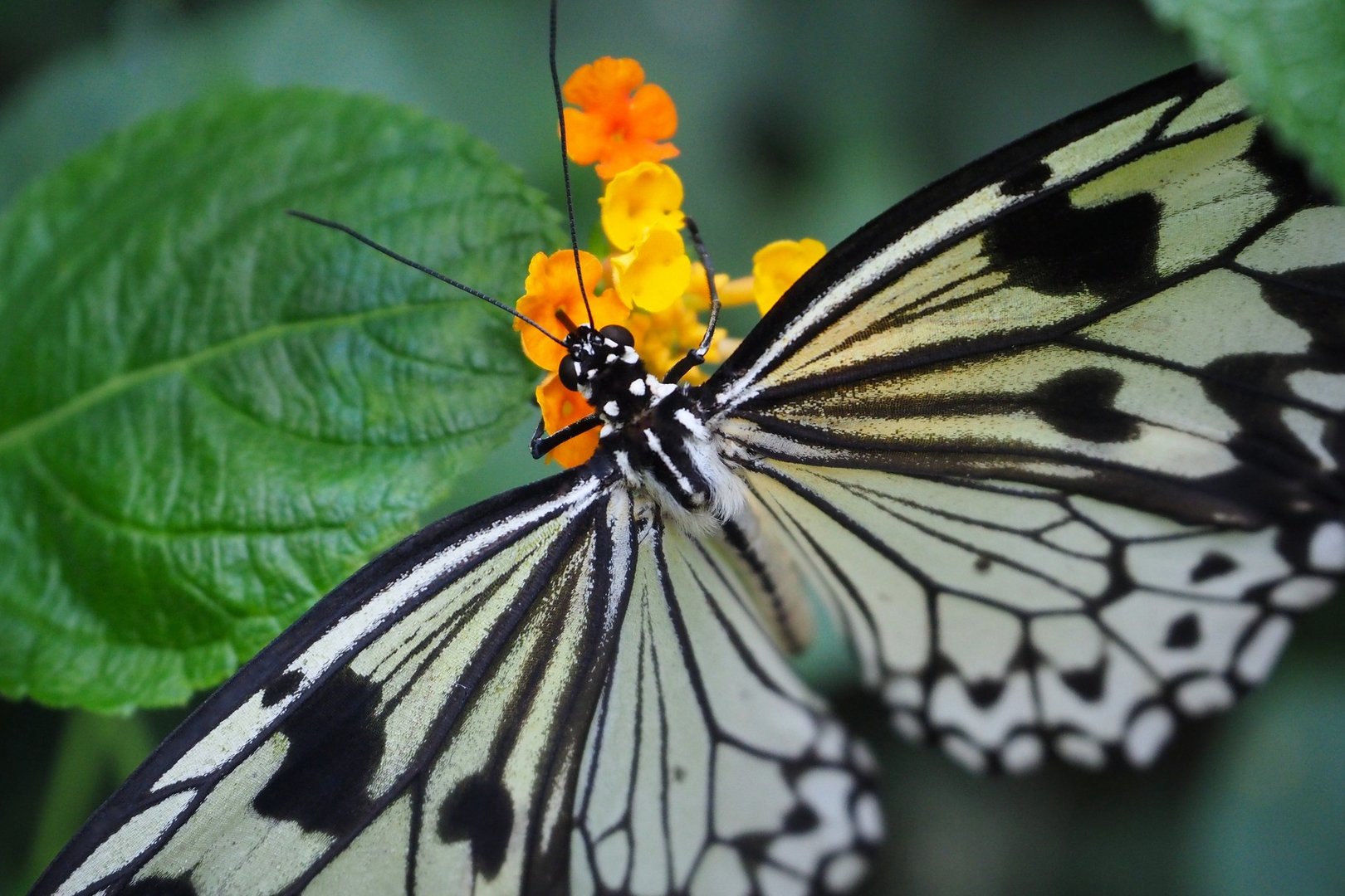 Weisse Baumnymphe - Schmetterling - Makro