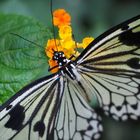 Weisse Baumnymphe - Schmetterling - Makro