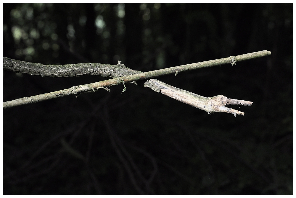 Weiße Baumschlange (Serpens arboreus albus  L.)