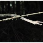 Weiße Baumschlange (Serpens arboreus albus  L.)