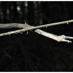 Weiße Baumschlange (Serpens arboreus albus  L.)