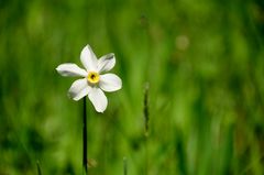 Weisse Berg-Narzisse im Pilatusgebiet