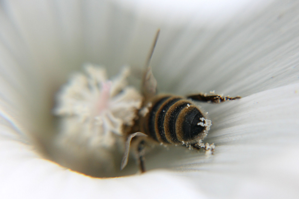 weiße Biene