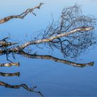 Weisse Birke im Spiegel