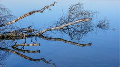 Weisse Birke im Spiegel