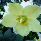 Weiße bis blaßgrüne Christrose (Helleborus)