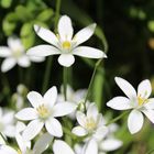 Weisse Blümchen