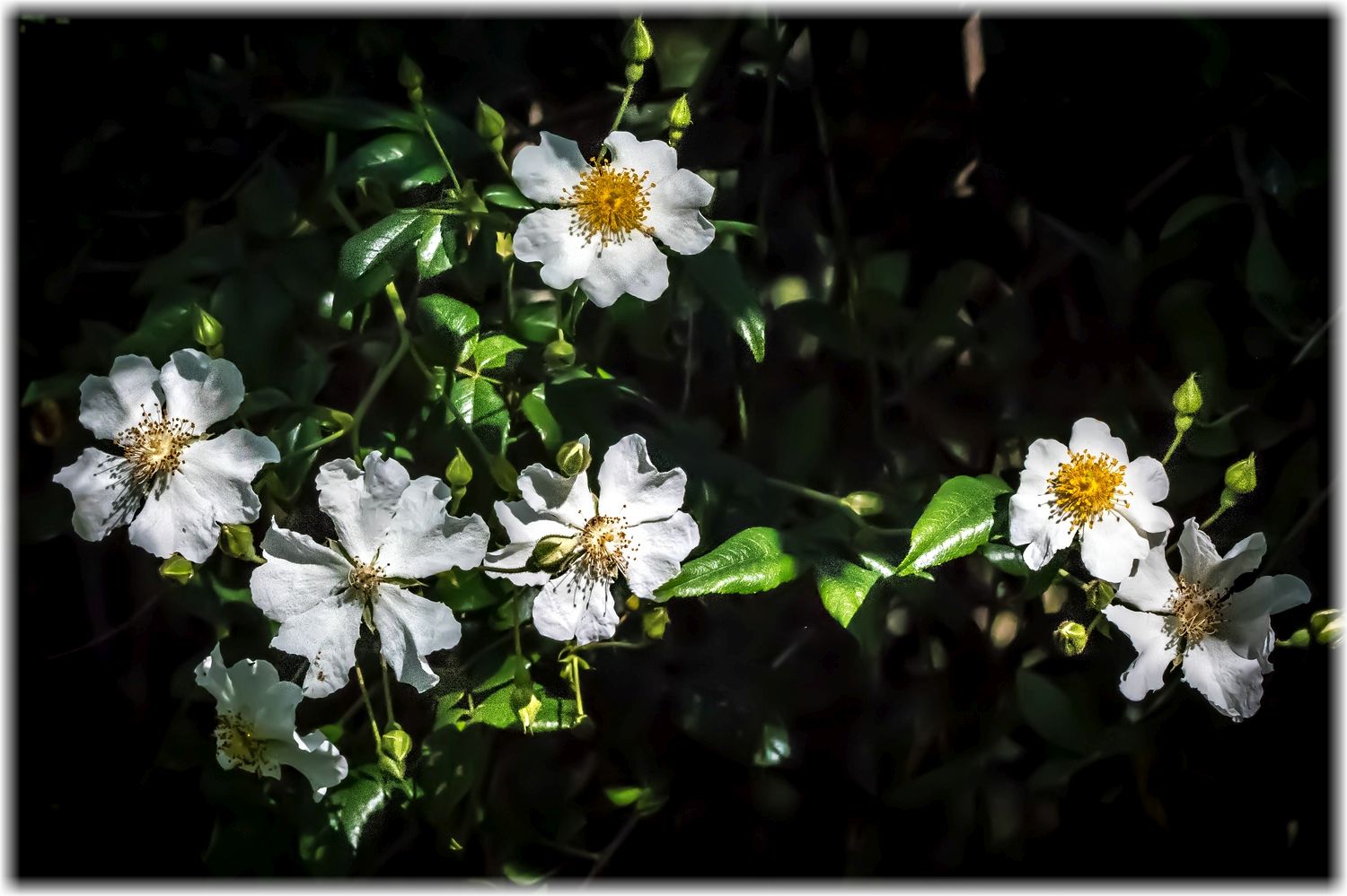 Weiße Blümchen