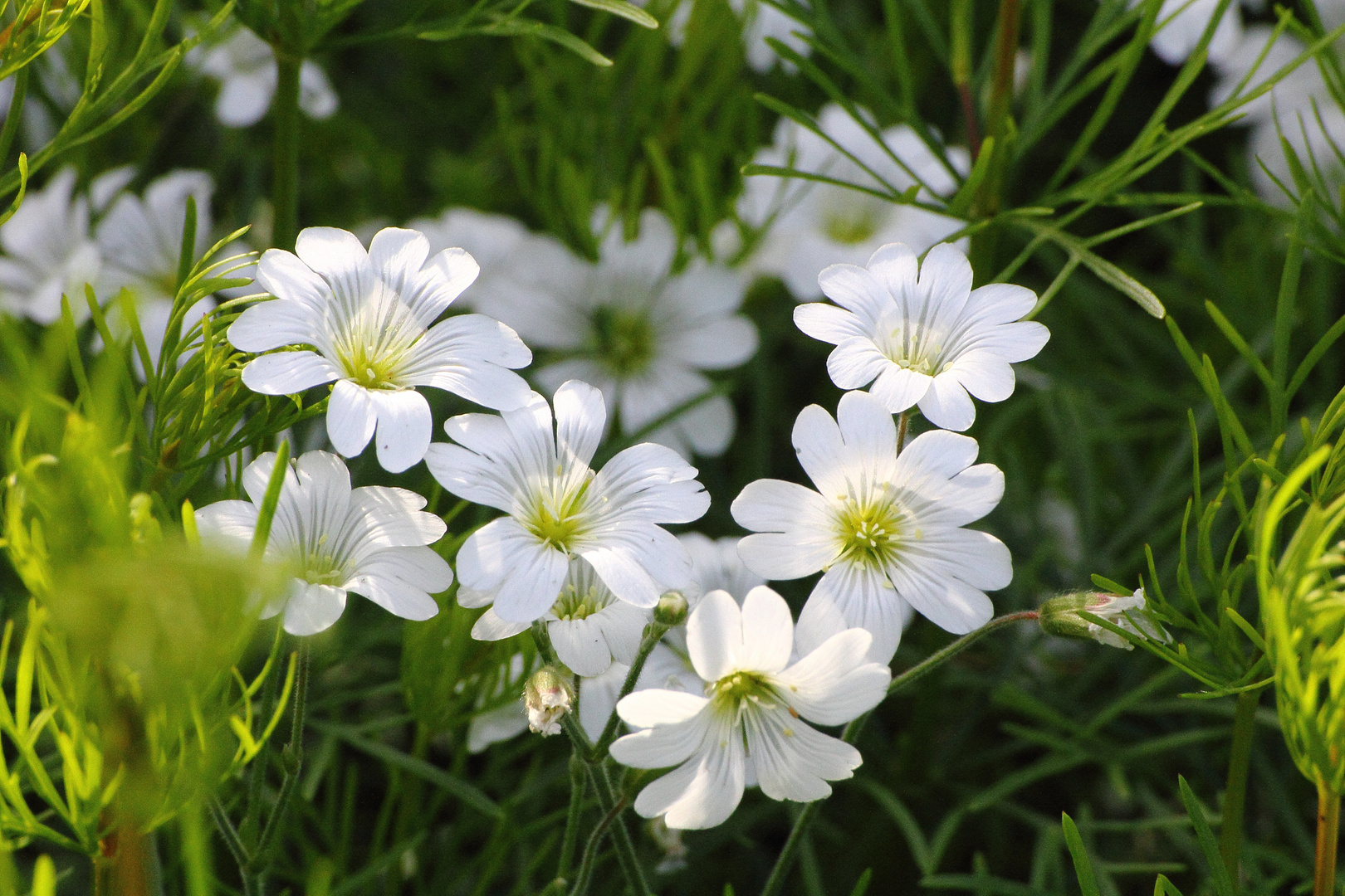 ..weisse Blümchen.