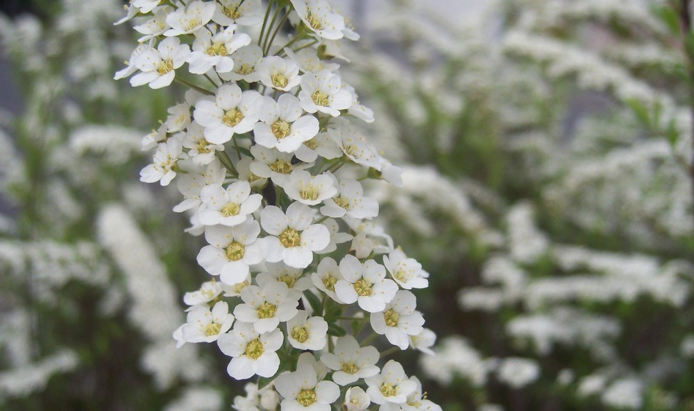 weiße blümchen