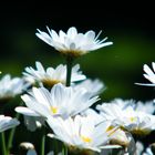 Weiße Blümchen im Garten :)