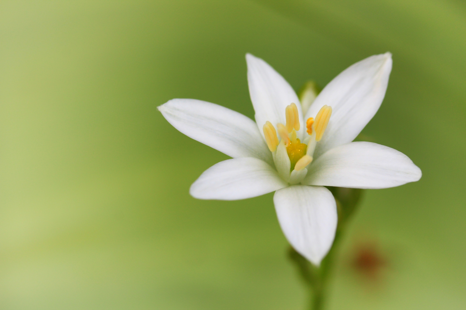 Weiße Blüte