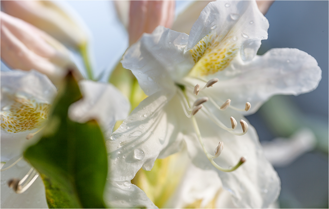 Weiße Blüte …