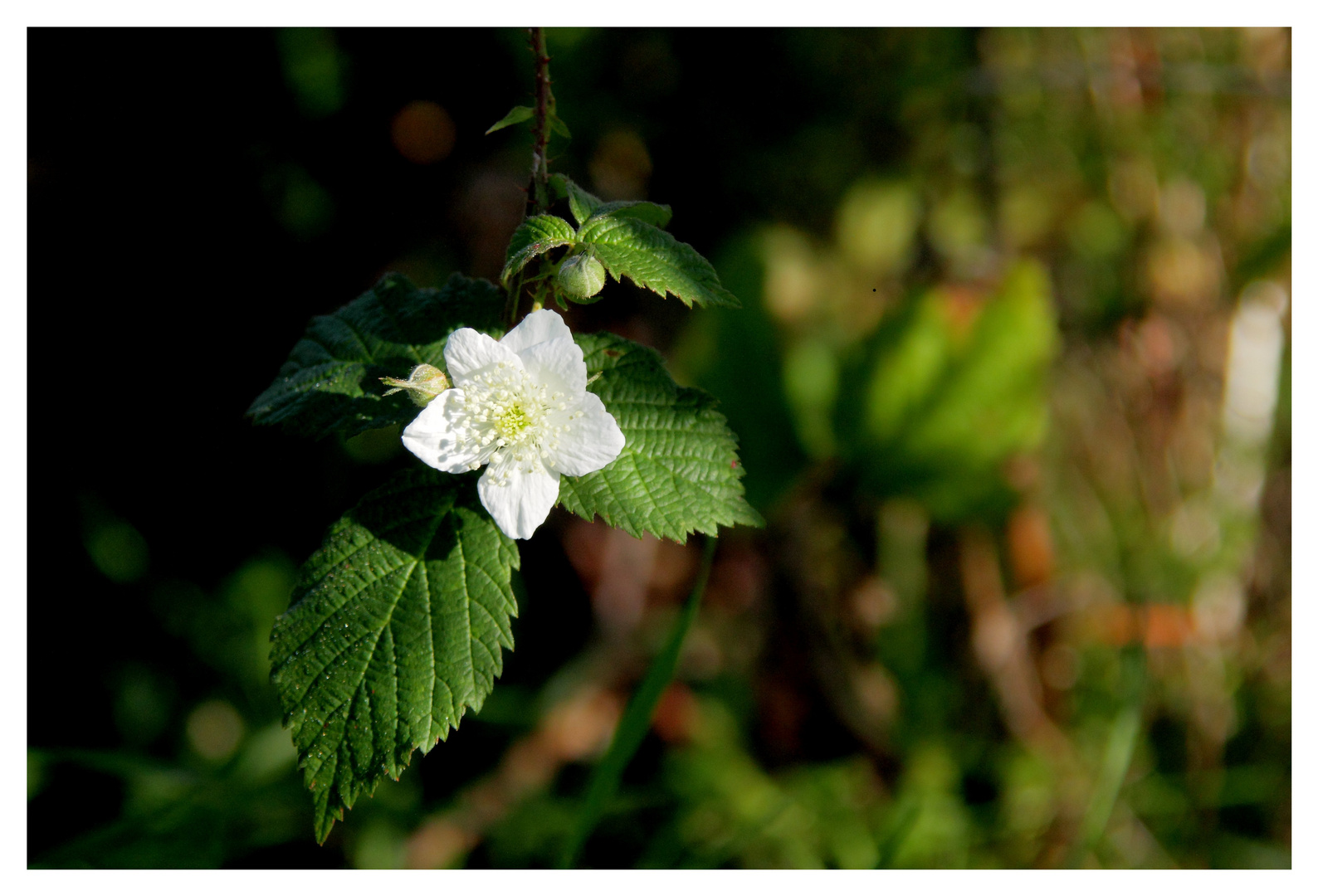 Weiße Blüte