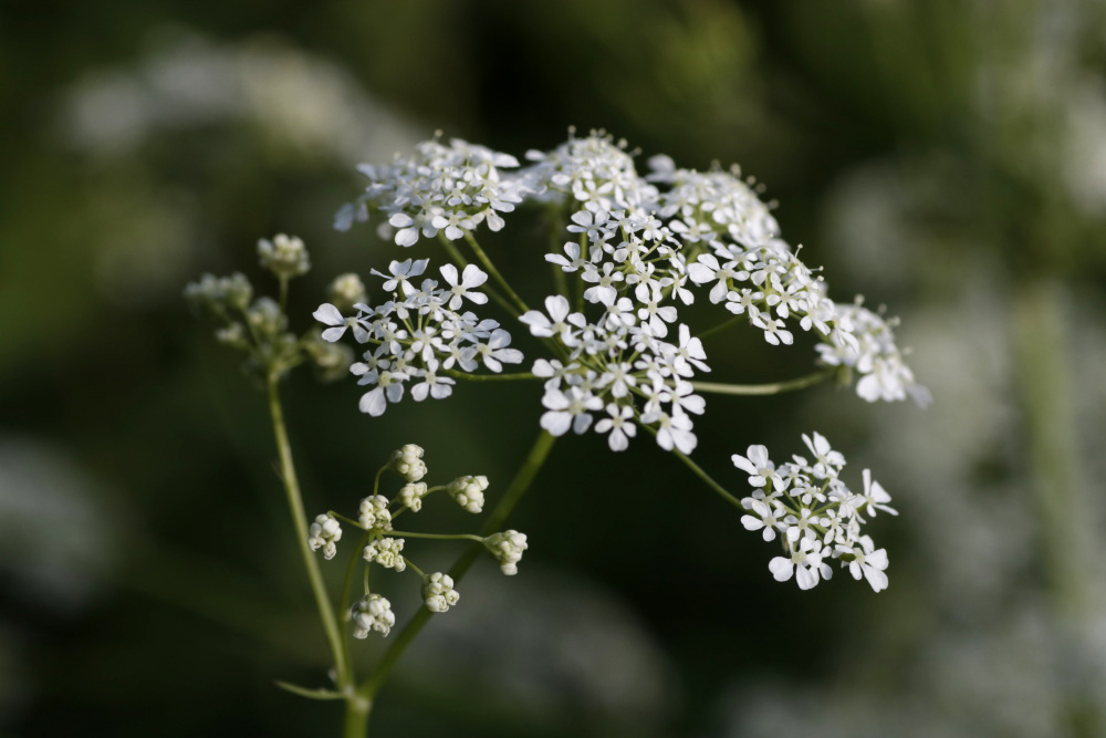 Weiße Blüte