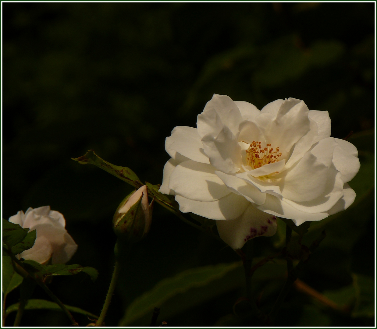 Weiße Blüte..