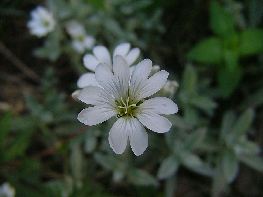 Weiße Blüte