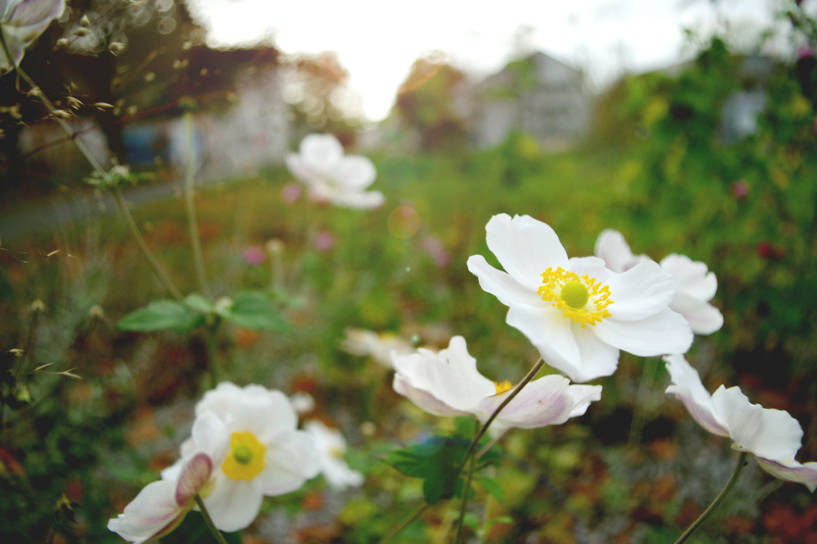 Weiße Blüte