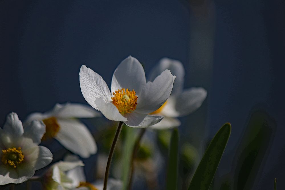 Weisse Blüte