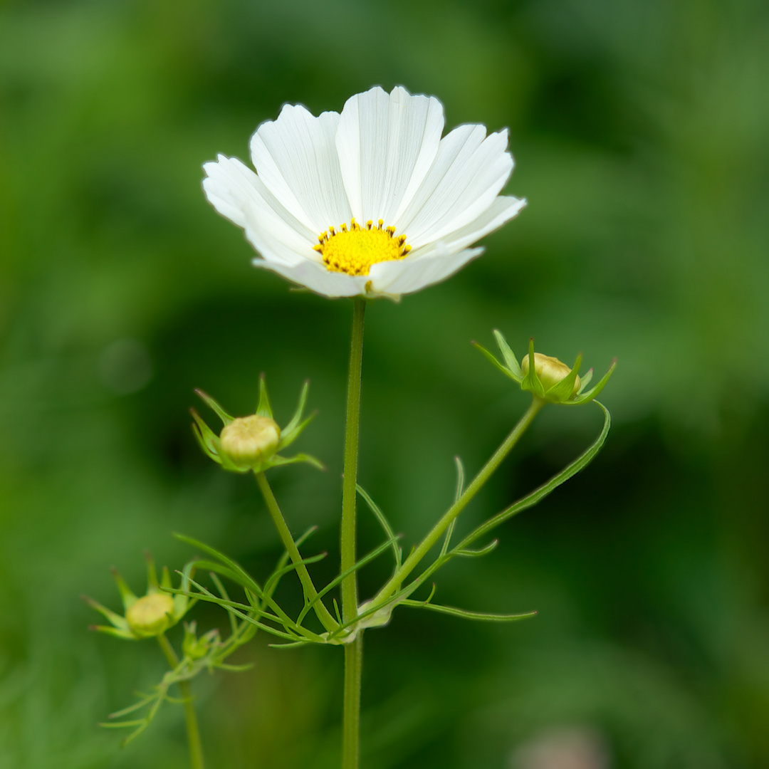 Weiße Blüte