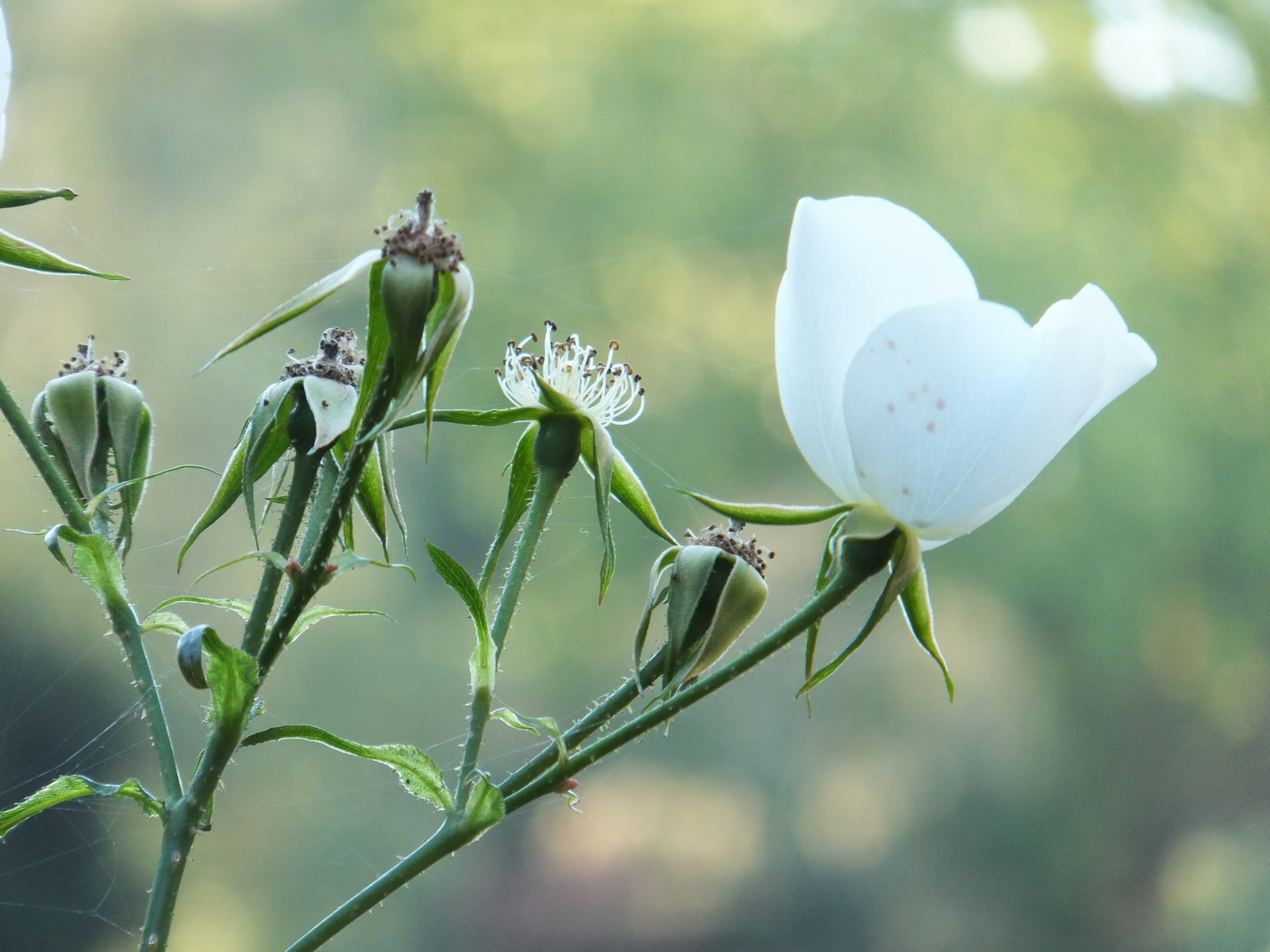 weiße Blüte