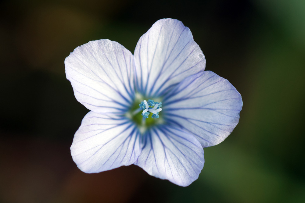 Weisse Blüte