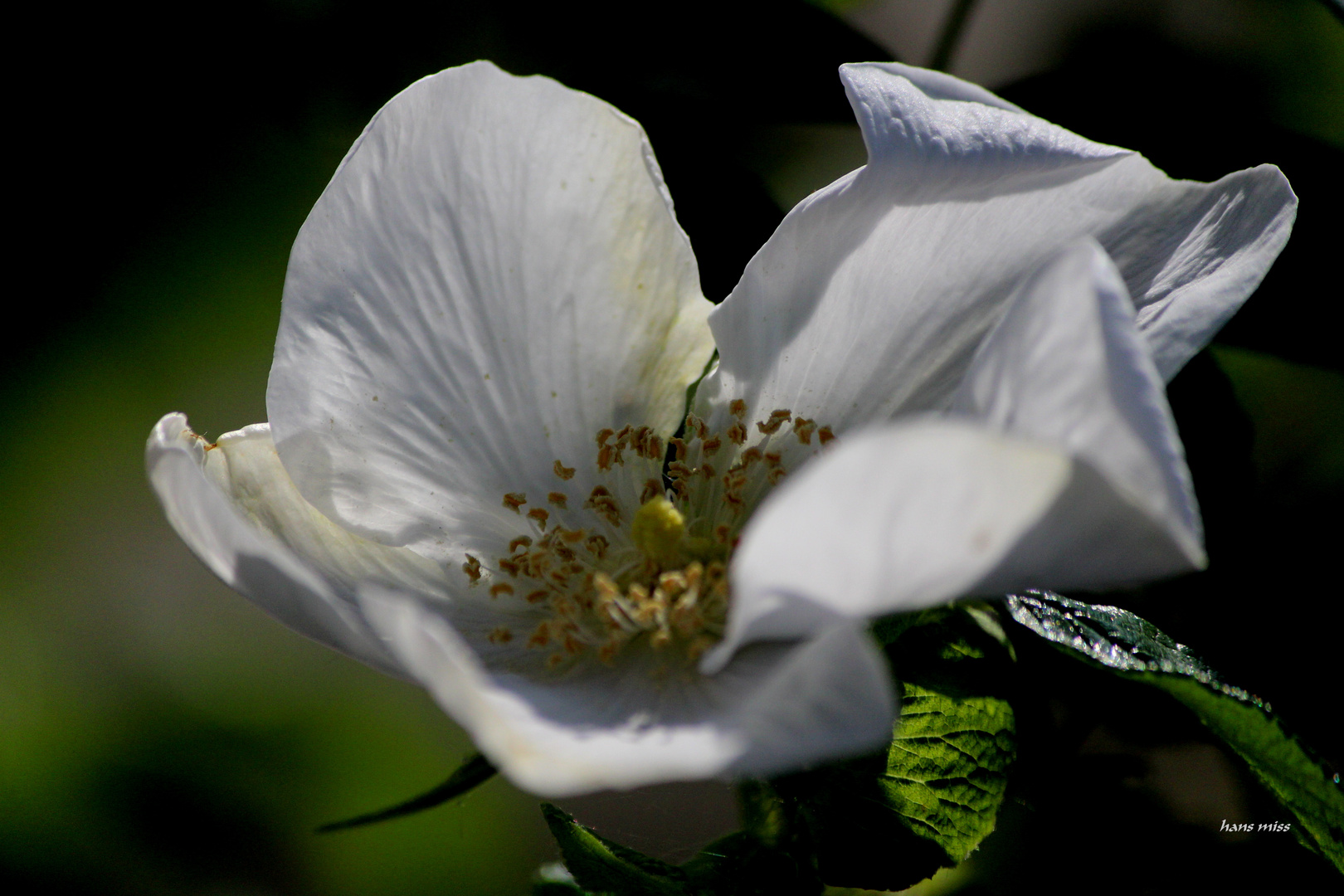 Weiße Blüte