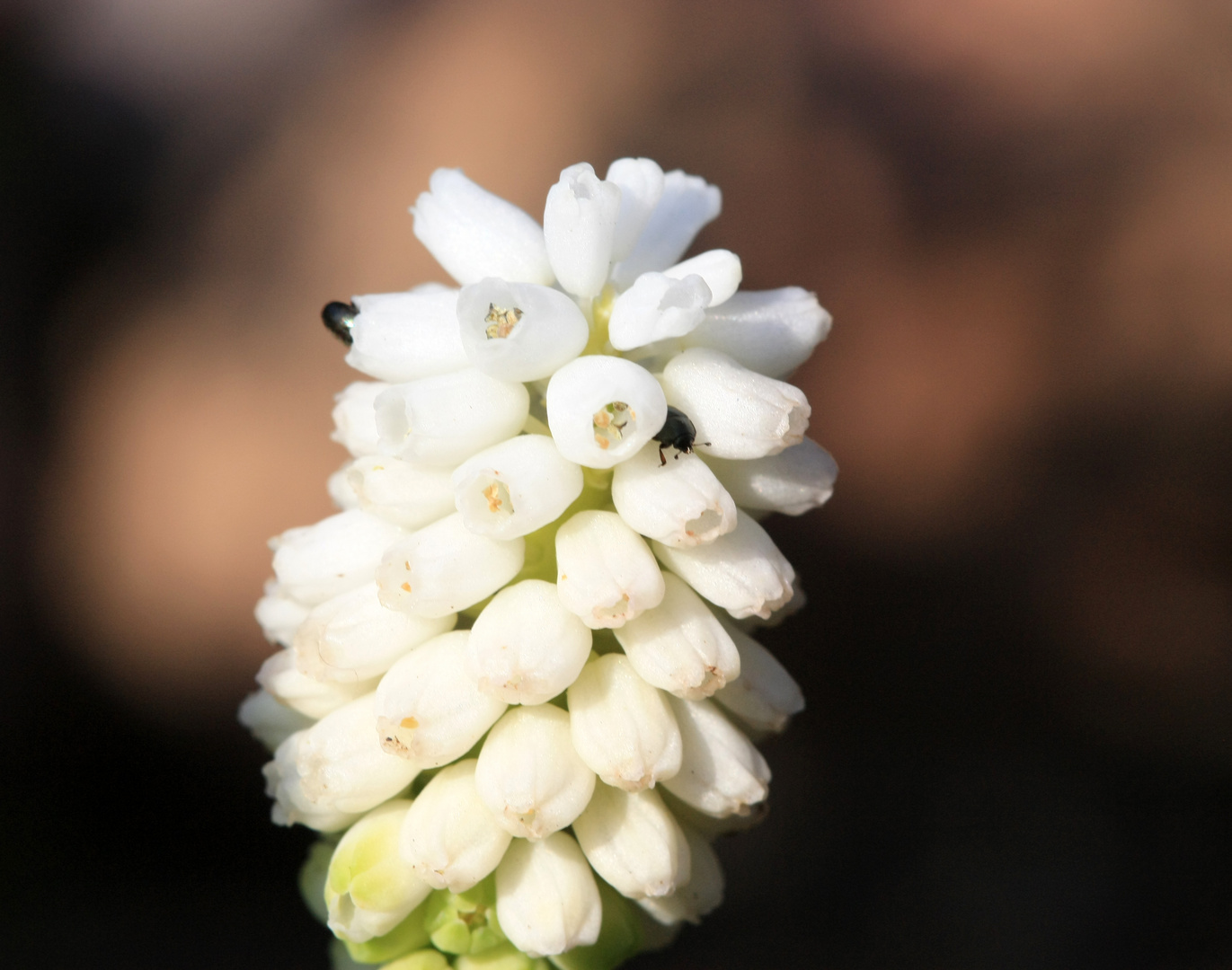 Weiße Blüte