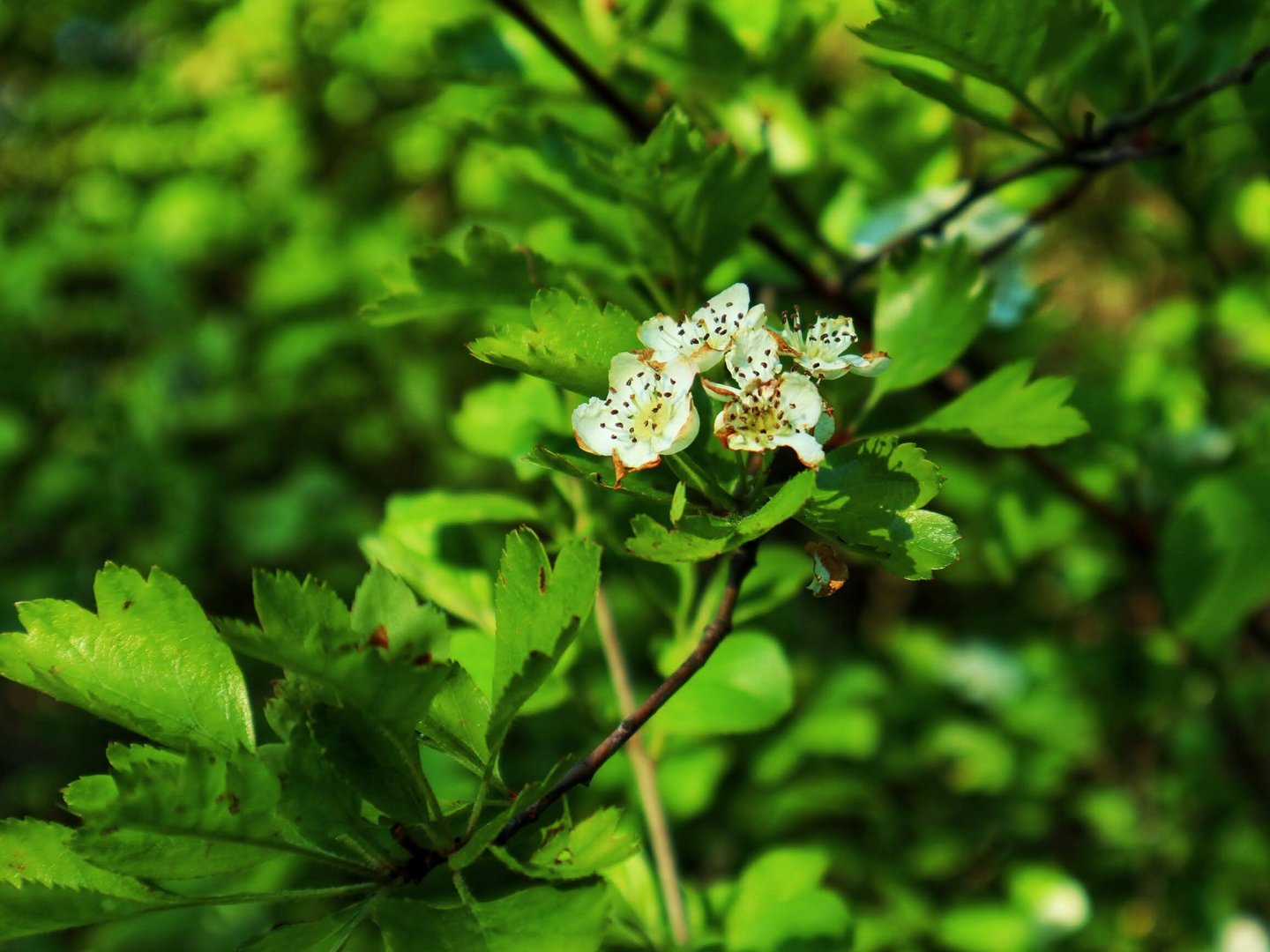 Weiße Blüte