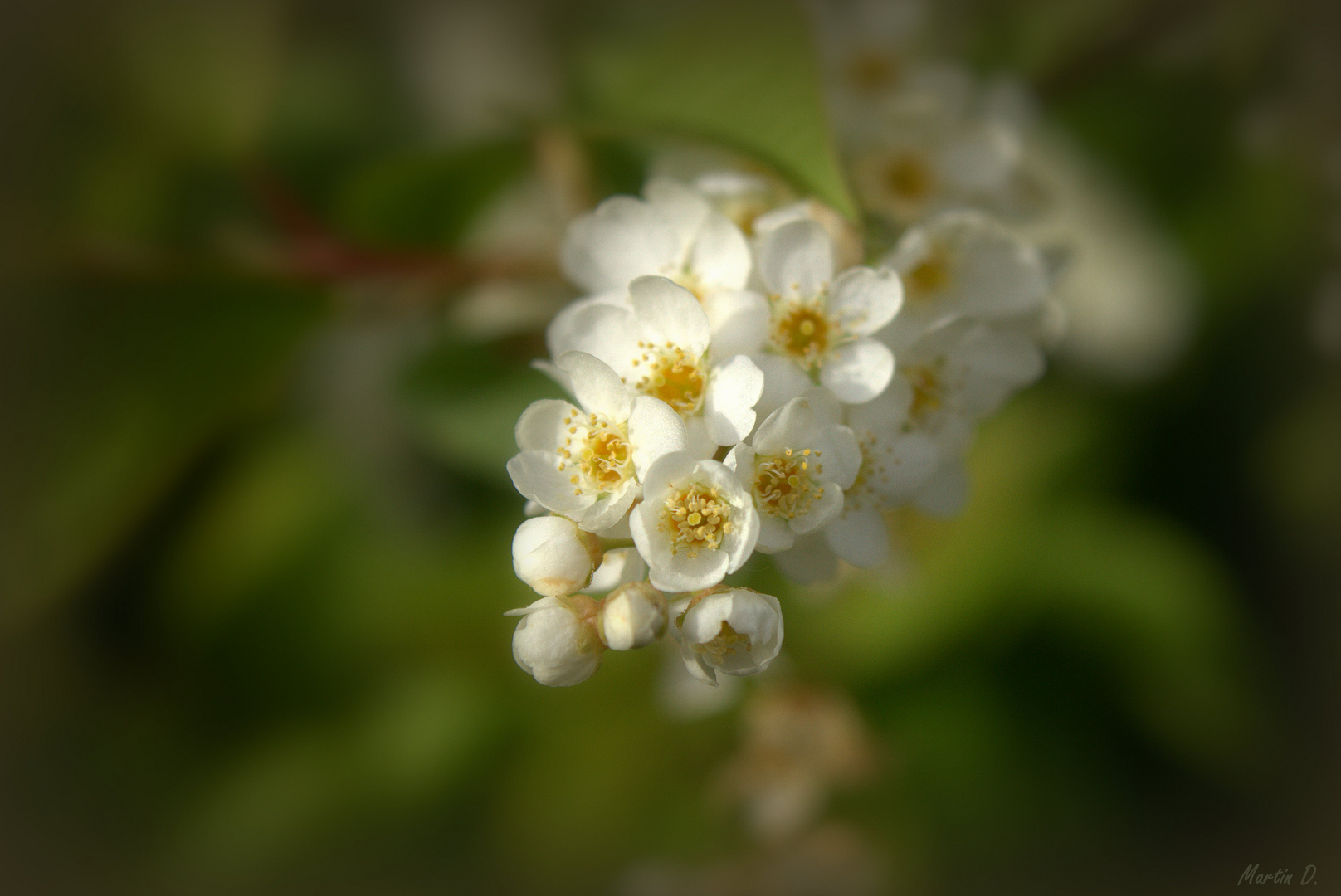 weisse Blüte