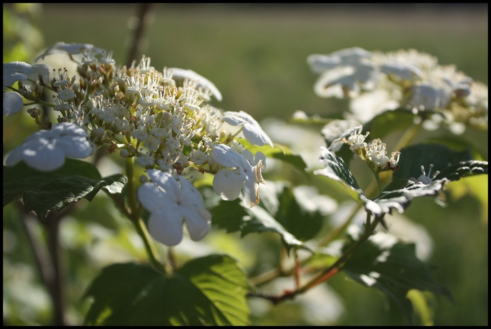 Weiße Blüte