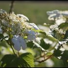 Weiße Blüte