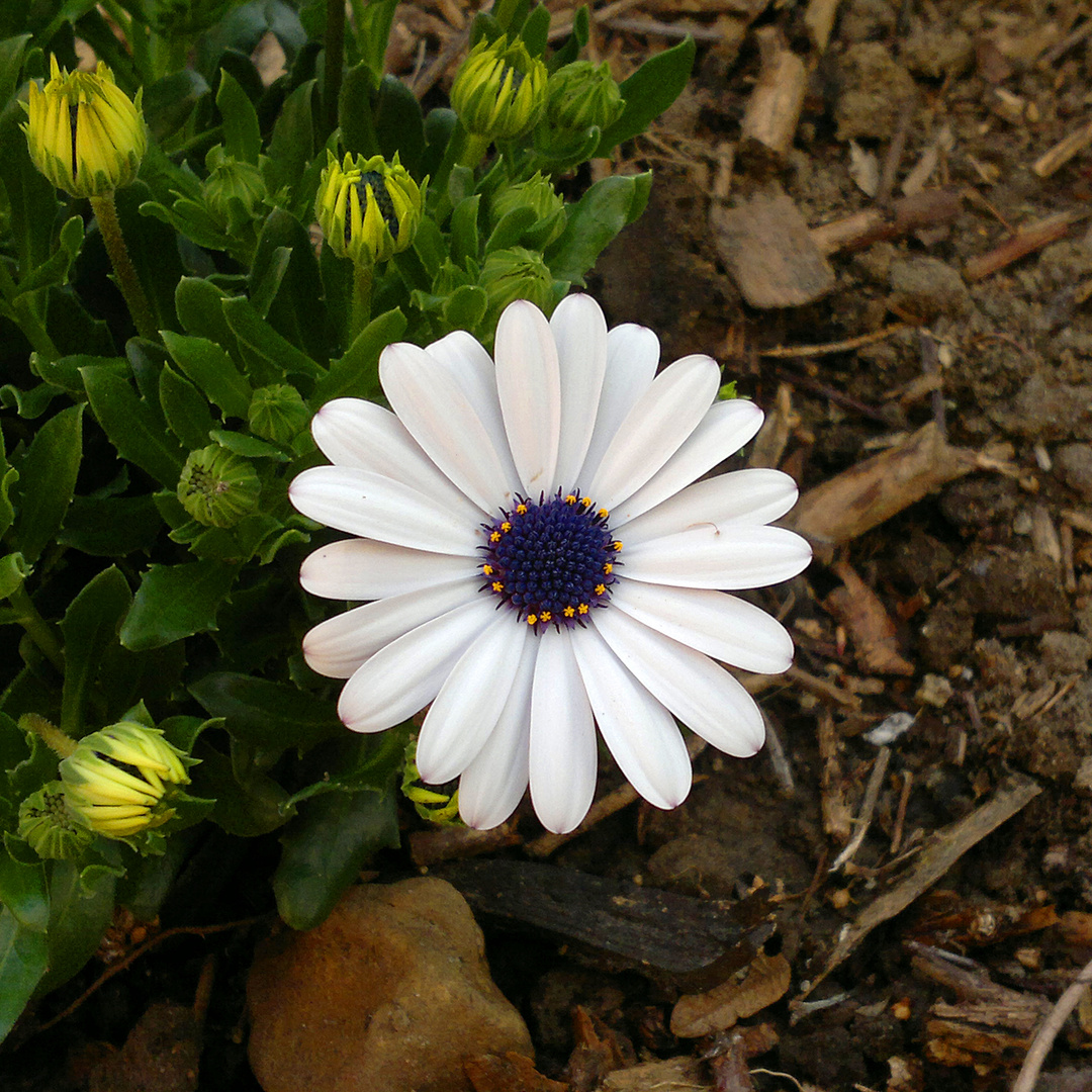 Weiße Blüte