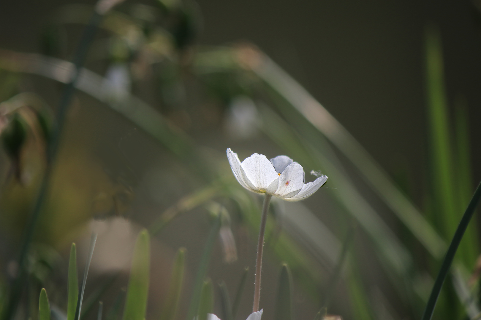 Weisse Blüte