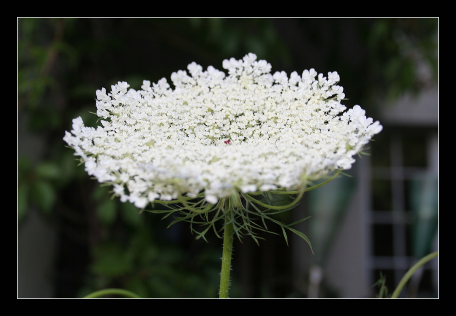 weisse Blüte