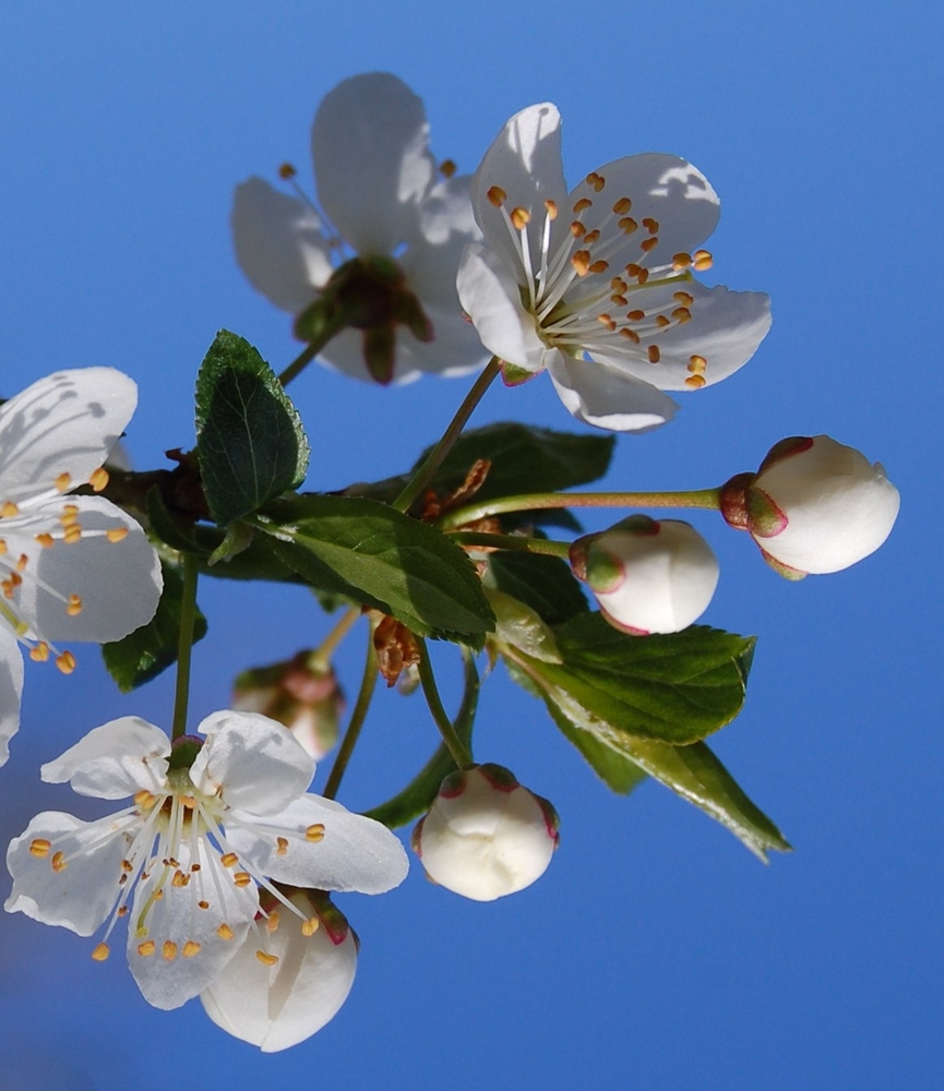 weiße Blüte