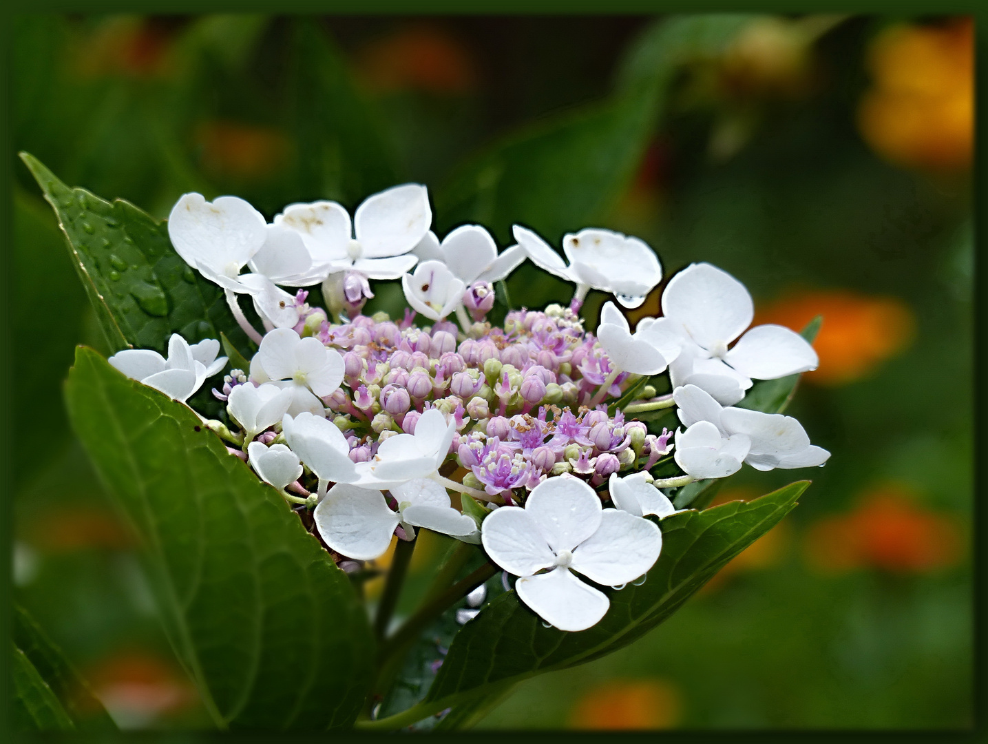 Weisse Blüte ...