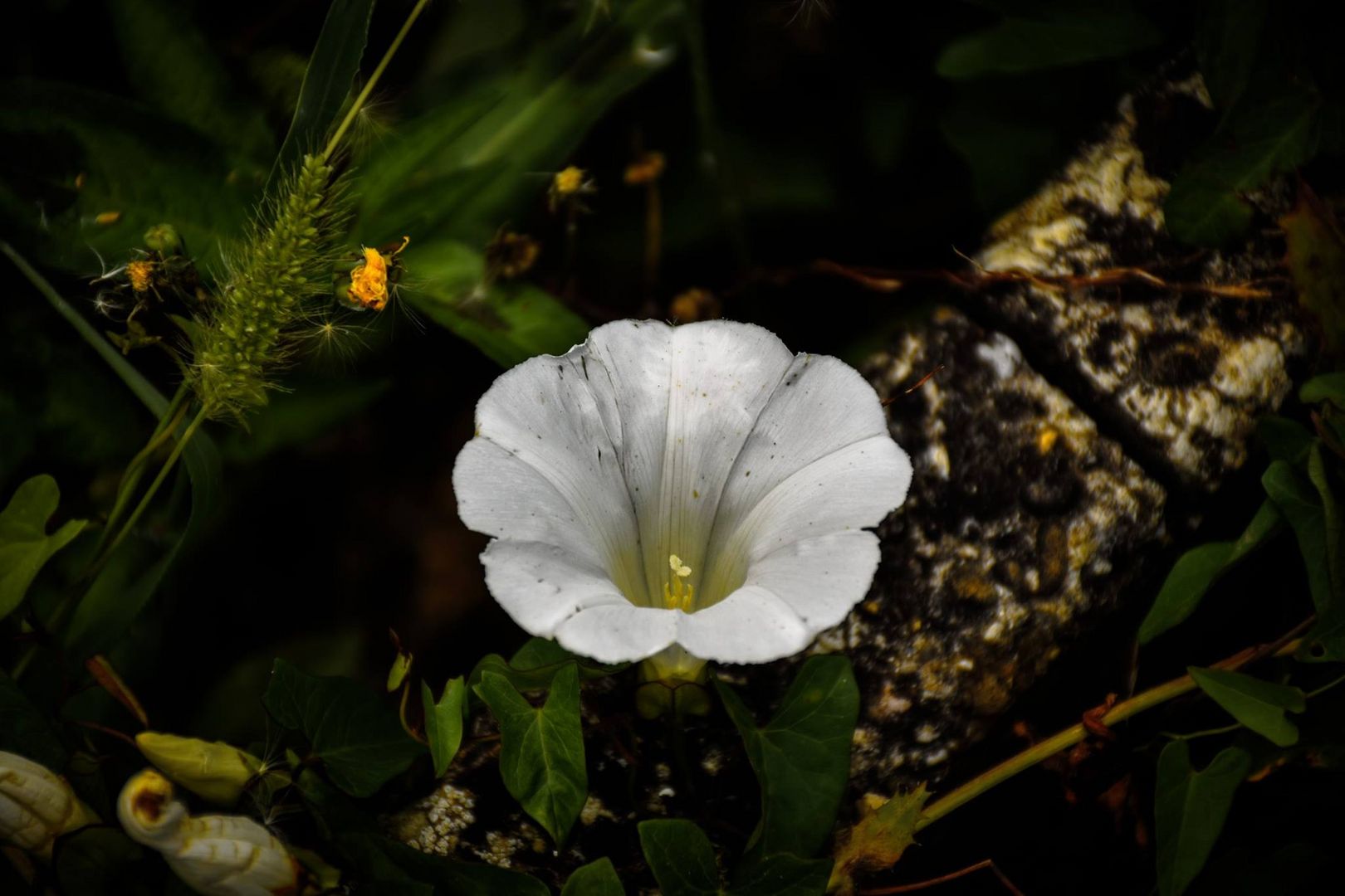 weisse Blüte